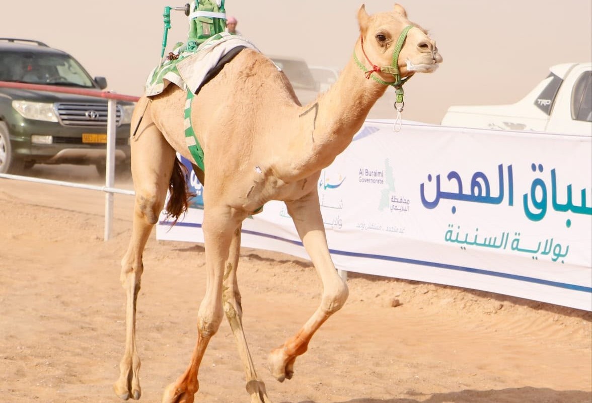12 شوطًا في سباق الهجن بولاية السنينة ضمن فعاليات "شتاء البريمي"